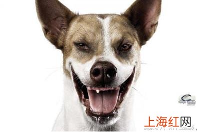 经典广告创意短文案 有创意的广告文案语