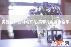 芙蓉花电视剧全集 芙蓉花什么时候开花