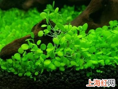 怎么种水草种子 小对叶水草种子正确种植方法