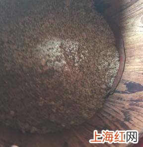 怎么炒茶油