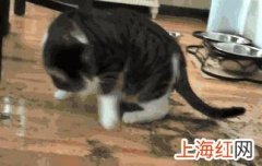 猫咪为什么对猫薄荷上头 猫薄荷究竟是什么东西