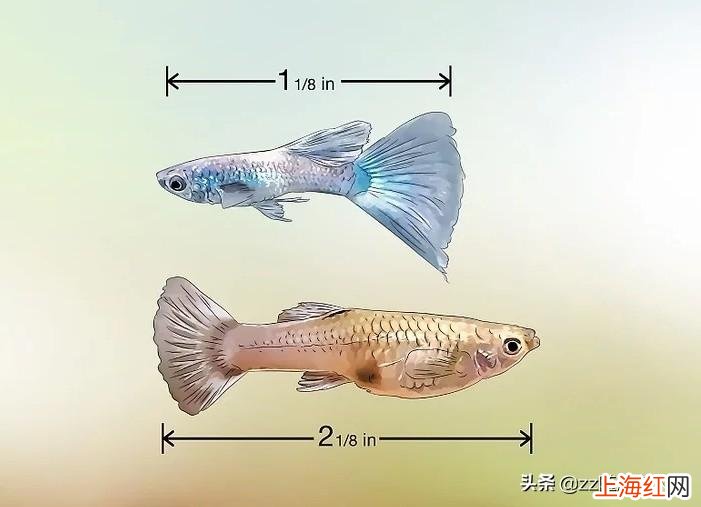 孔雀鱼区分公母图解对比 孔雀鱼如何分公母