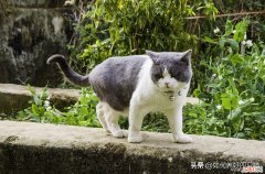 猫咪为什么会有踩奶的行为 猫咪为什么会踩奶是什么意思