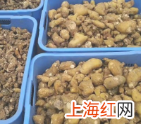 黄精怎么加工