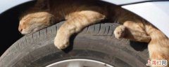 地下室怎么防止野猫爬车