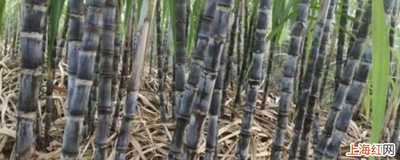甘蔗如何保存方法