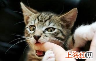 梦到猫会说话周公解梦 做梦梦到猫是什么意思