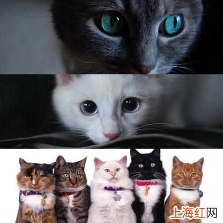 梦到猫会说话周公解梦 做梦梦到猫是什么意思