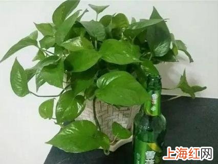 啤酒擦绿萝叶子的正确方法 绿萝可以浇啤酒吗怎么浇