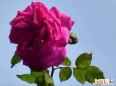 七夕节的10种民俗活动 七夕节有什么风俗_传统