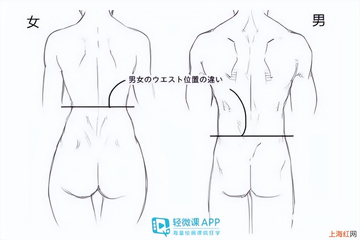 动漫人物身体画法教程 动漫人物身体画法素描