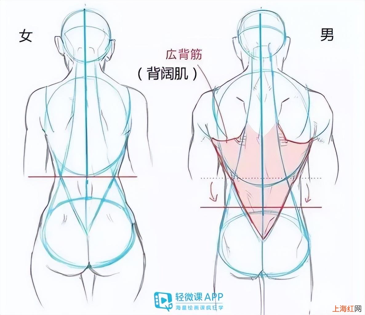 动漫人物身体画法教程 动漫人物身体画法素描