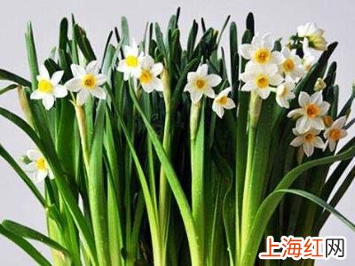 水仙花的种植方法 水仙花的养殖方法水培怎么取种