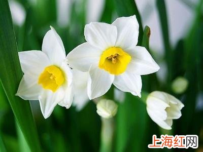 水仙花的种植方法 水仙花的养殖方法水培怎么取种