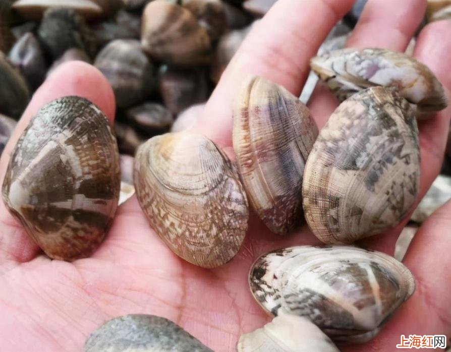 花甲吐沙的方法 花甲快速吐沙方法花甲怎么去泥沙