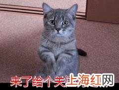 猫咪掉毛严重怎么解决 猫咪掉毛怎么解决呀