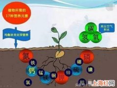 作物缺氮会有什么症状 植物缺氮的症状有哪些