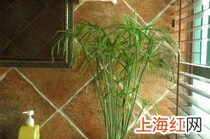 养水竹有什么讲究么 水竹怎么养才长得好的养殖方法和注意事项