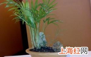 养水竹有什么讲究么 水竹怎么养才长得好的养殖方法和注意事项