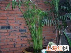 养水竹有什么讲究么 水竹怎么养才长得好的养殖方法和注意事项