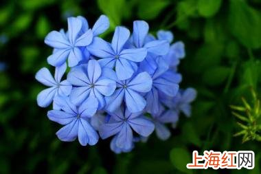蓝雪花扦插方法和时间 蓝雪花的养殖方法和扦插