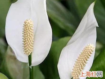 一帆风顺叶子边发黄是怎么回事 一帆风顺叶子发黄怎么回事
