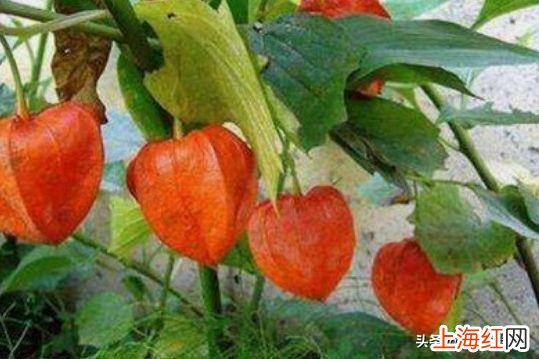 姑娘果的功效与作用 姑娘果营养价值及功效