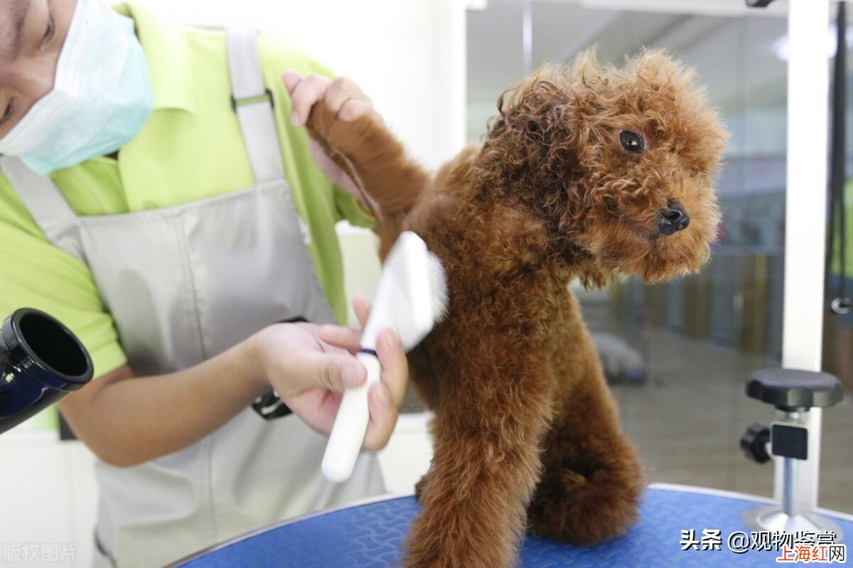 泰迪狗美容造型怎么剪 泰迪狗怎么剪毛好看_教程