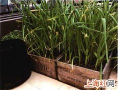 家庭种蒜盆栽 蒜苗怎么种植在家里