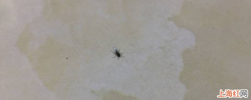 家里的黑菌虫哪来的