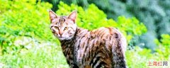 野猫的特点