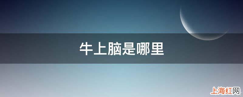 牛上脑是哪里