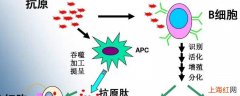 被病毒感染的细胞通过信使囊泡将病毒的什么传到细胞膜表面