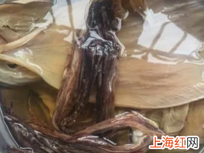 怎样泡发干鱿鱼
