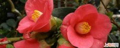 camellia的花语