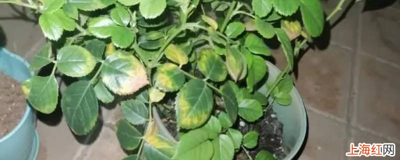 叶尖发黄干枯怎么办