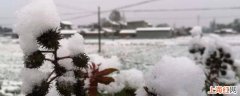 瑞雪兆丰年下雪对农事的好处包括