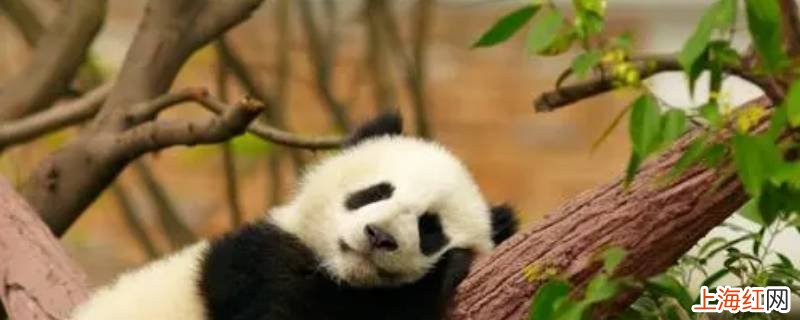 大熊猫的资料介绍三年级下册语文