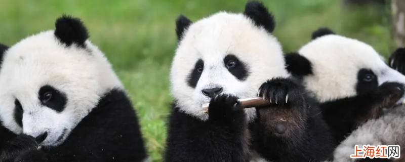 推荐国内亲子游景点有哪些
