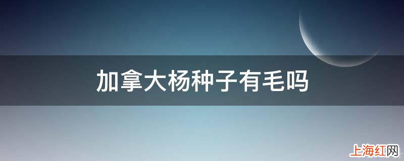 加拿大杨种子有毛吗