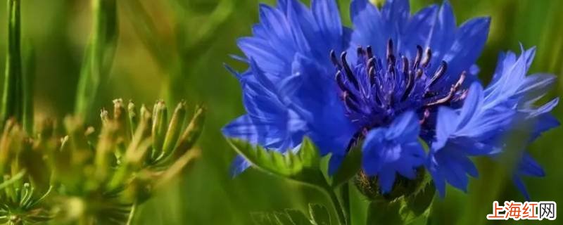 蓝色矢车菊花心是种子吗