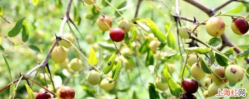 野生酸枣树栽沙里能成活吗