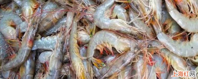 东方虾和渤海湾对虾的区别