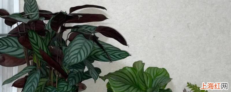 飞羽竹芋和天堂鸟哪个好养