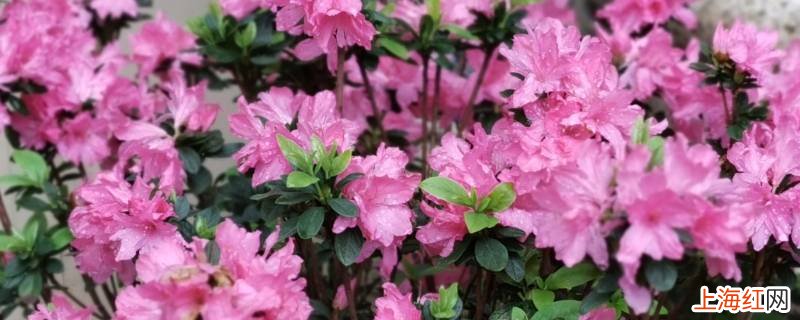 安酷杜鹃一年开几次花