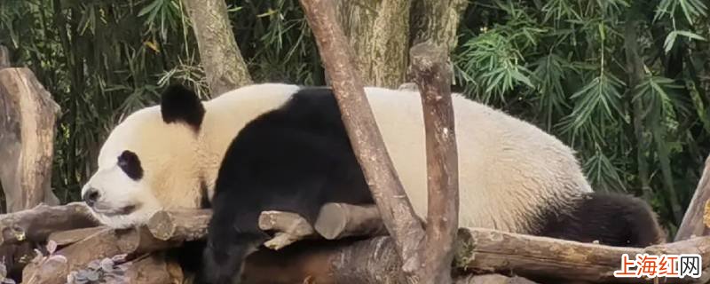 成都西到大熊猫繁育基地有多远