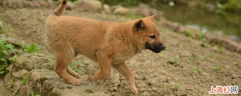 纯种中华田园犬在西安哪里有卖