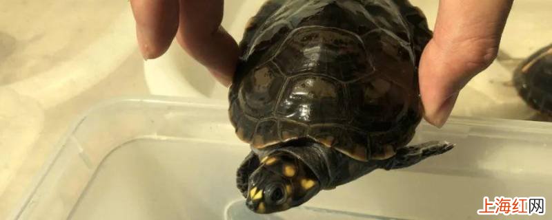 斑点龟不黑怎么回事