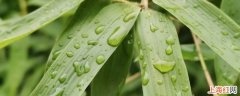 秋天的雨从竹叶上跳了下来对吗