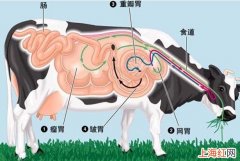 一只牛有多少个胃
